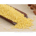 Proso Millet Crop